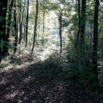 the pathway